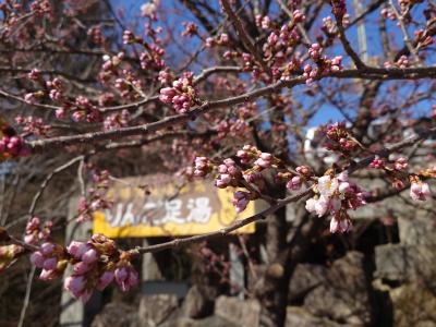 飯田市　天龍峡　春めき桜20260305