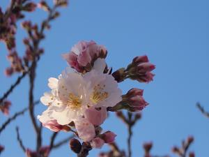 飯田市 天龍峡　春めき桜
