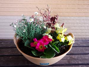 寄せ植えのイメージ