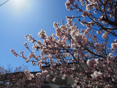 飯田市　川路　春めき桜　20260308