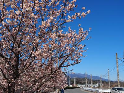 飯田市　川路　春めき桜　20260308-2