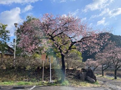 飯田市 遠山郷 河津桜 20260307-2