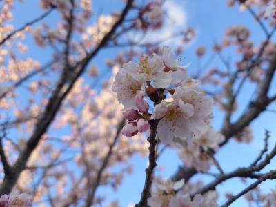 飯田市　川路　春めき桜 20260310-2