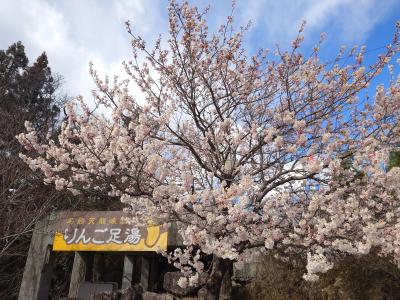 飯田市　天龍峡　りんごの足湯　春めき桜20260310-1