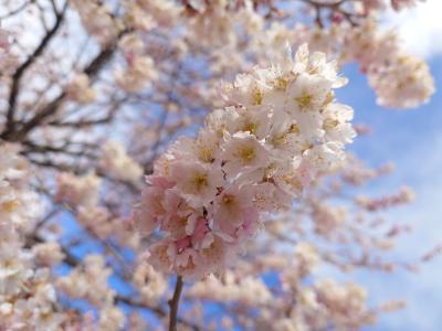 飯田市　天龍峡　りんごの足湯　春めき桜20260310-2