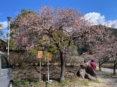 飯田市 遠山郷 河津桜20260311