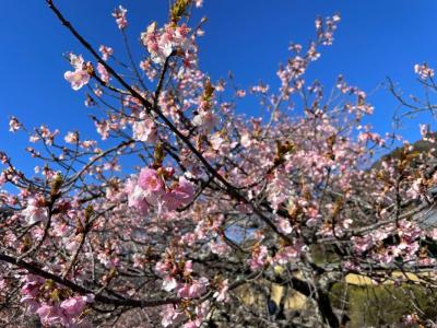 飯田市 遠山郷 河津桜20260314