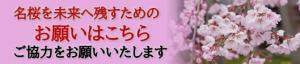 飯田市　桜を未来に残すために