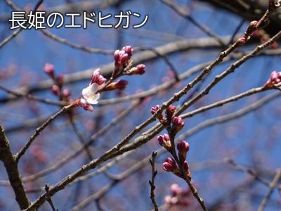 飯田市　桜　長姫のエドヒガン