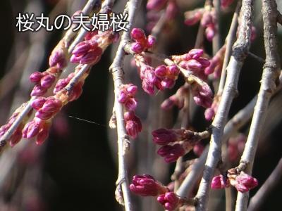 飯田市　桜　桜丸の夫婦桜