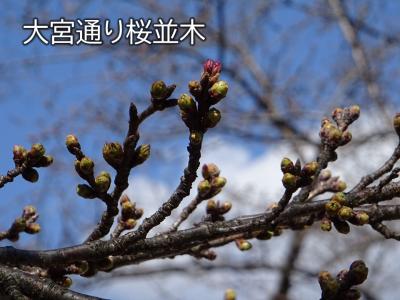 飯田市　桜　大宮桜並木