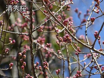 飯田市　桜　清秀桜