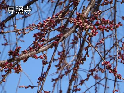 飯田市　桜　専照寺