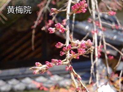 飯田市　桜　黄梅院