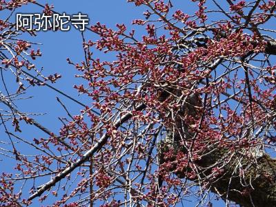 飯田市　桜　阿弥陀寺