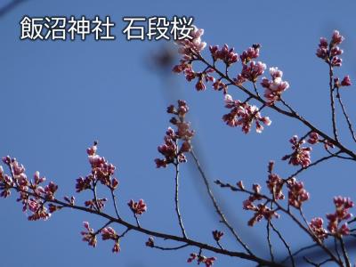 飯田市　桜　飯沼神社
