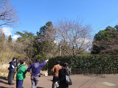 飯田市 天龍峡 桜開花宣言20260317-1