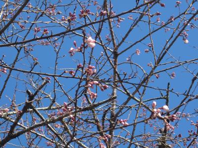 飯田市 天龍峡 桜開花宣言20260317-3