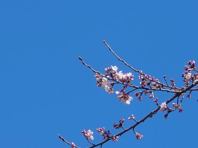 飯田市 天龍峡 桜開花宣言20260317-2