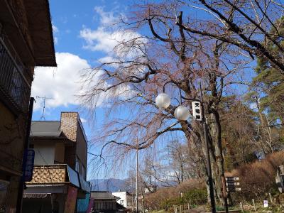 飯田市 天龍峡 梶山夫婦桜1
