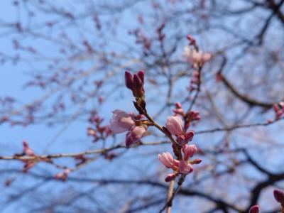飯田市 天龍峡 梶山夫婦桜2