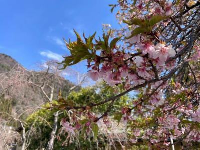 飯田市 遠山郷 河津桜