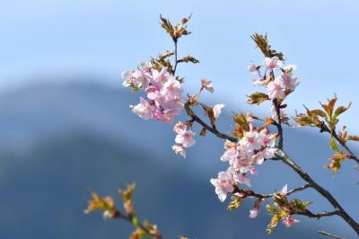飯田市 遠山郷 河津桜2