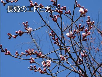 飯田市　長姫のエドヒガン20260318