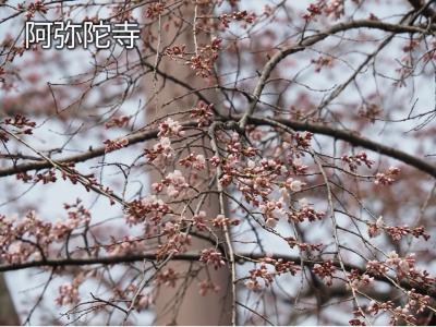 飯田市　阿弥陀寺20260318