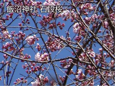 飯田市　飯沼神社　石段桜20260318