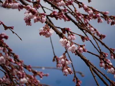 飯田市 くよとの枝垂れ桜