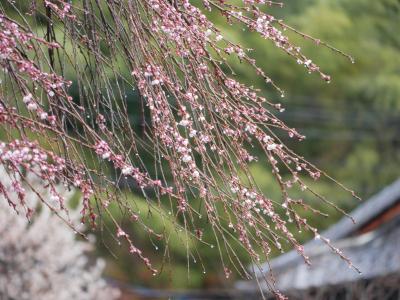 飯田市 くよとの枝垂れ桜2