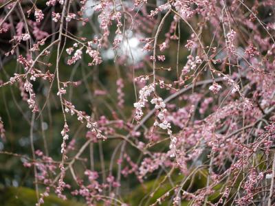飯田市 くよとの枝垂れ桜3