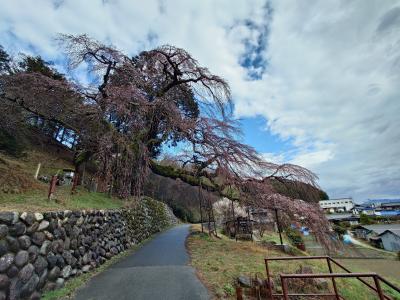 飯田市 くよとの枝垂れ桜4