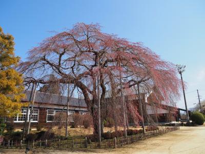 飯田市　杵原学校　桜20260321-1