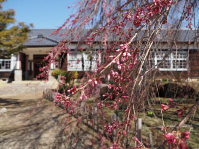 飯田市　杵原学校　桜20260321-2