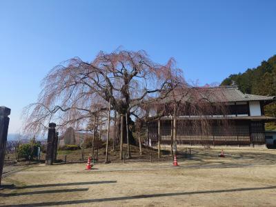 飯田市　麻績の里舞台桜　20260321-1