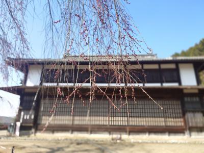 飯田市　麻績の里舞台桜　20260321-4