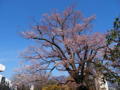 飯田市　長姫のサクラ20260321