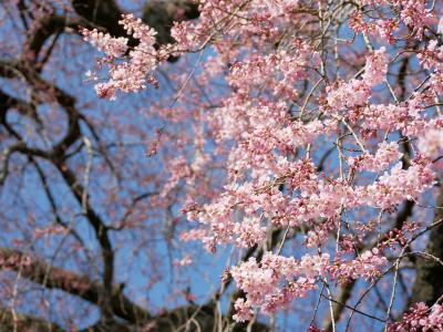 飯田市 長姫のサクラ20260321-2