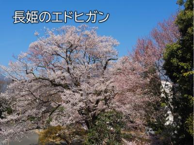 飯田市　安富桜20260324