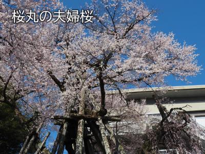 飯田市　桜丸の夫婦桜20260324