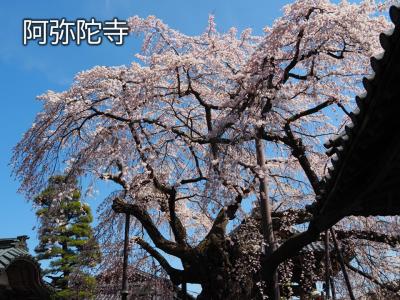 飯田市　阿弥陀寺20260324