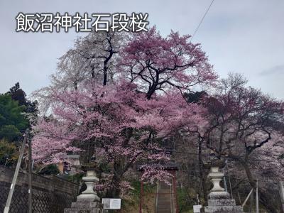 飯田市　飯沼神社石段桜20260324