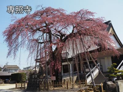 飯田市　専照寺桜20260324