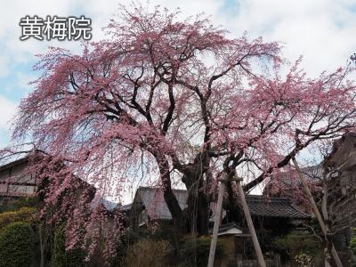 飯田市　桜　黄梅院20260324