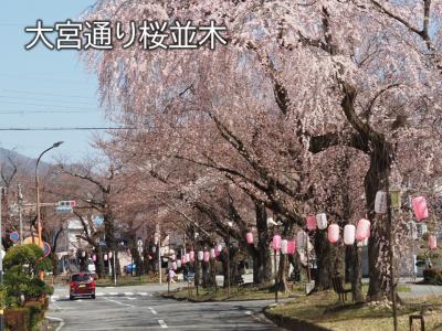 飯田市　桜　大宮通り桜並木20260324