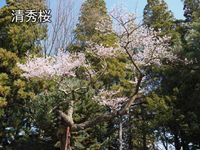 飯田市　桜　清秀桜20260324