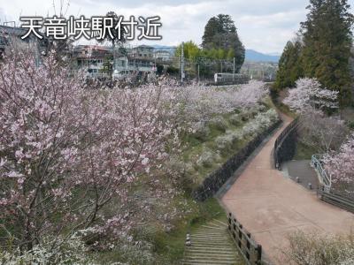 飯田市　桜　天竜峡駅付近20260324