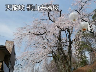 飯田市　桜　天龍峡梶山夫婦桜
